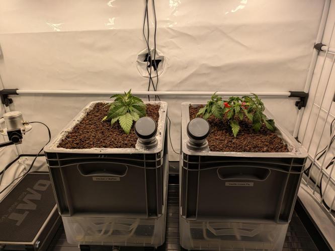 Indoor Photoperiod Run #5 (2025/2026). Week 3