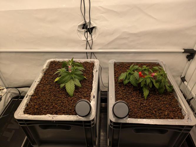 Indoor Photoperiod Run #5 (2025/2026). Week 3