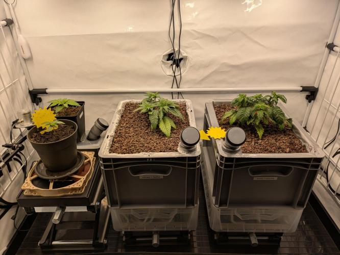 Indoor Photoperiod Run #5 (2025/2026). Week 4