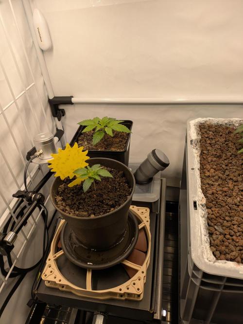 Indoor Photoperiod Run #5 (2025/2026). Week 4