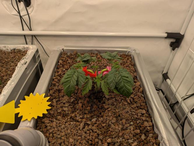 Indoor Photoperiod Run #5 (2025/2026). Week 4