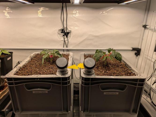 Indoor Photoperiod Run #5 (2025/2026). Week 4