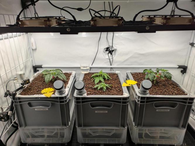 Indoor Photoperiod Run #5 (2025/2026). Week 4