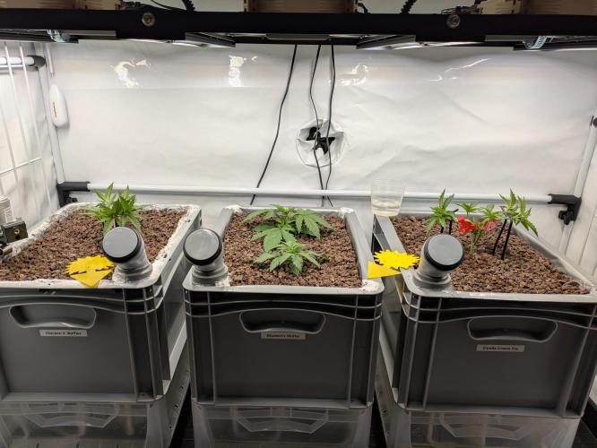 Indoor Photoperiod Run #5 (2025/2026). Week 4