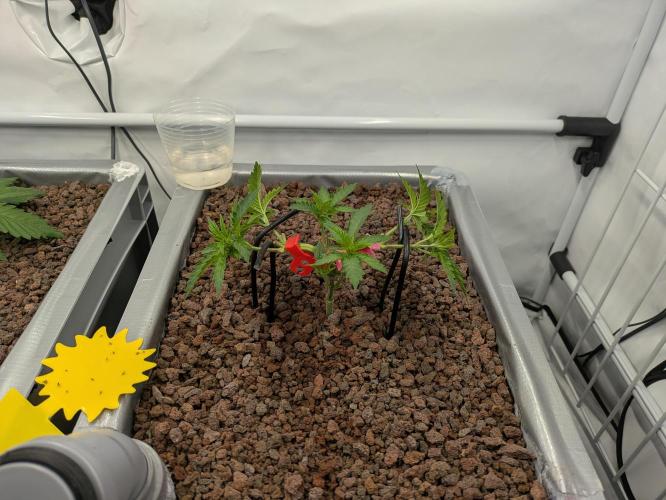 Indoor Photoperiod Run #5 (2025/2026). Week 4