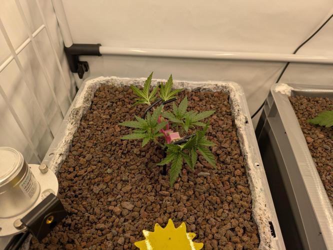 Indoor Photoperiod Run #5 (2025/2026). Week 4