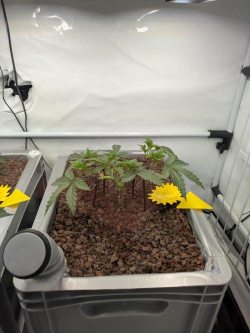 Indoor Photoperiod Run #5 (2025/2026). Week 5