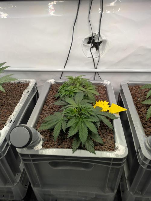 Indoor Photoperiod Run #5 (2025/2026). Week 5