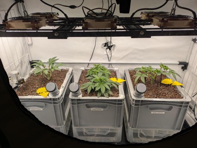 Indoor Photoperiod Run #5 (2025/2026). Week 5