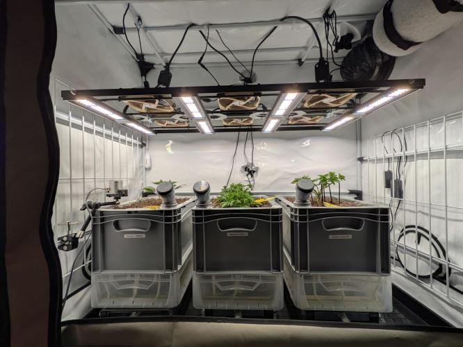 Indoor Photoperiod Run #5 (2025/2026). Week 6