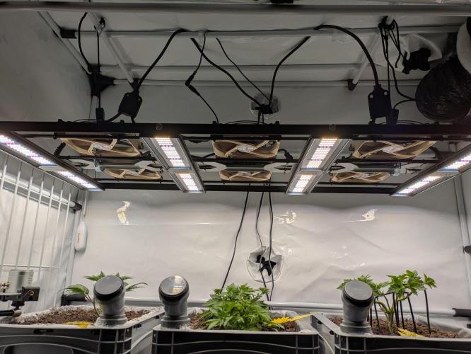 Indoor Photoperiod Run #5 (2025/2026). Week 6