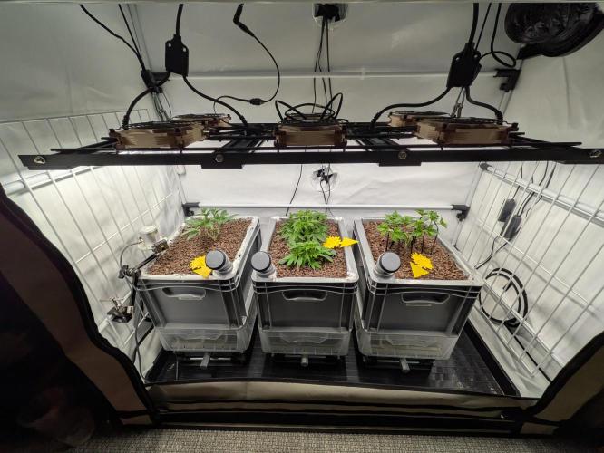 Indoor Photoperiod Run #5 (2025/2026). Week 6