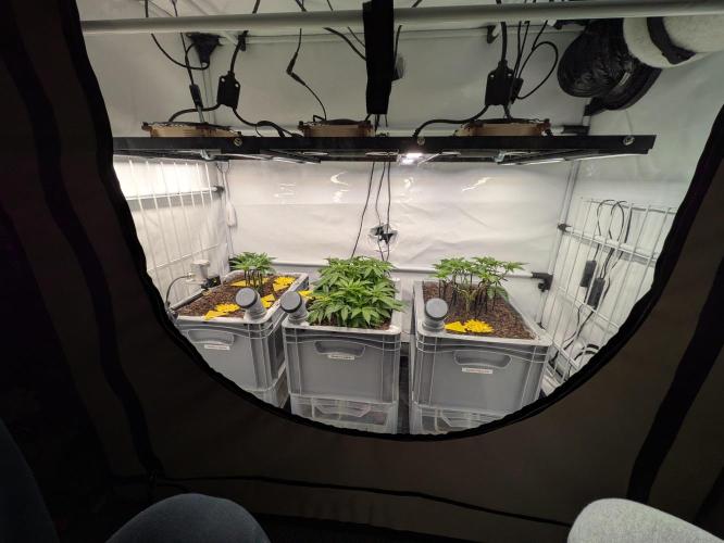 Indoor Photoperiod Run #5 (2025/2026). Week 6