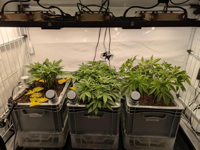 Indoor Photoperiod Run #5 (2025/2026). Week 7