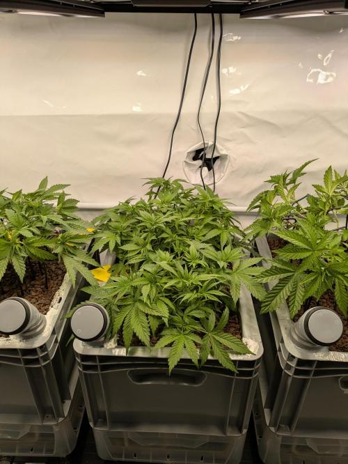 Indoor Photoperiod Run #5 (2025/2026). Week 7