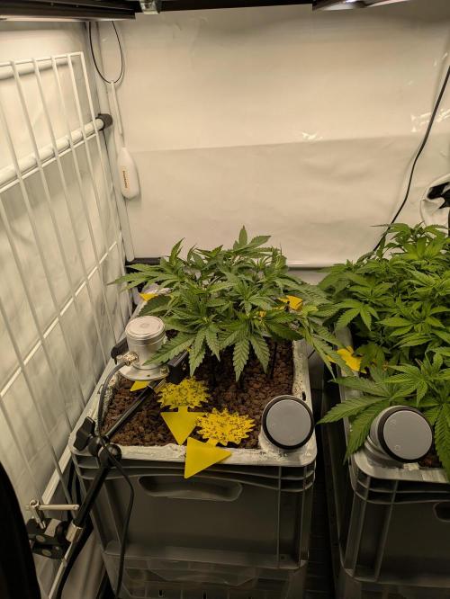 Indoor Photoperiod Run #5 (2025/2026). Week 7