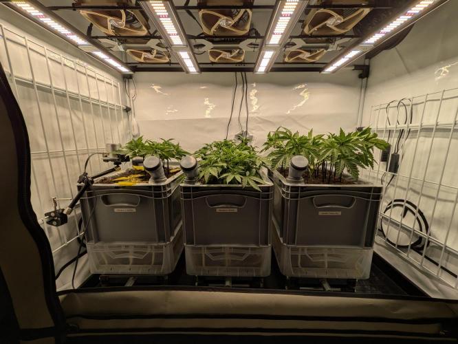 Indoor Photoperiod Run #5 (2025/2026). Week 7