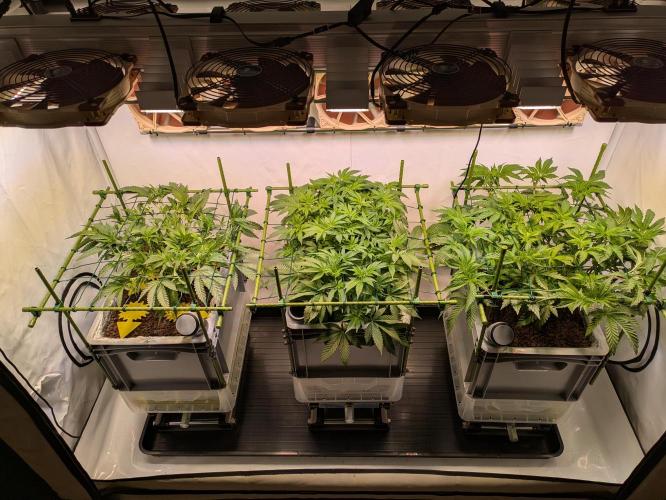 Indoor Photoperiod Run #5 (2025/2026). Week 8