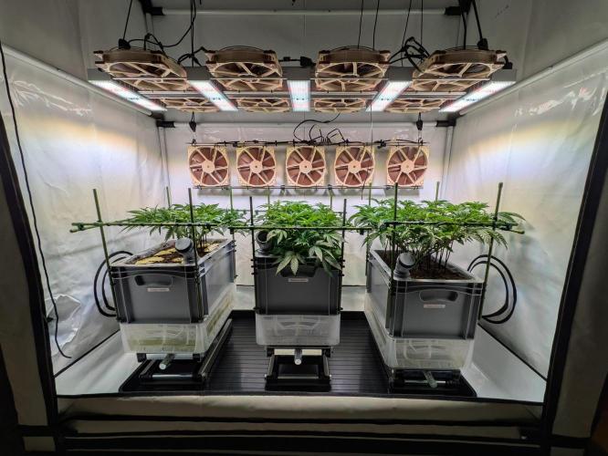 Indoor Photoperiod Run #5 (2025/2026). Week 8