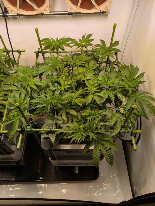 Indoor Photoperiod Run #5 (2025/2026). Week 8