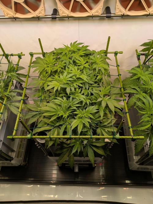 Indoor Photoperiod Run #5 (2025/2026). Week 8