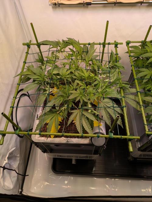 Indoor Photoperiod Run #5 (2025/2026). Week 8