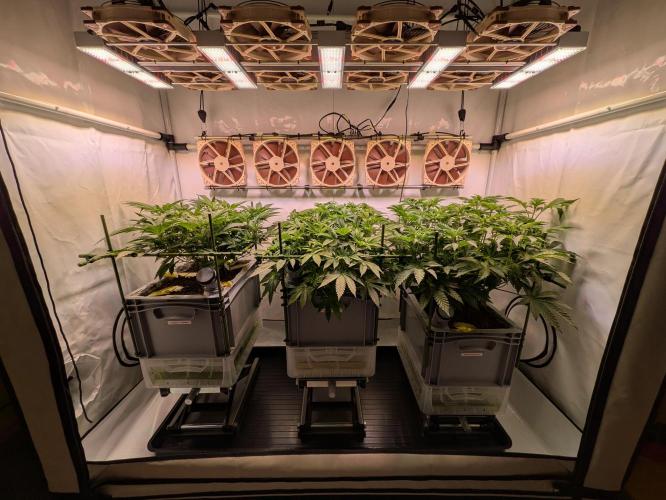 Indoor Photoperiod Run #5 (2025/2026). Week 9