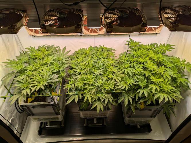 Indoor Photoperiod Run #5 (2025/2026). Week 9