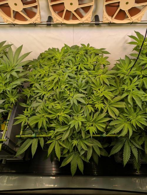 Indoor Photoperiod Run #5 (2025/2026). Week 9