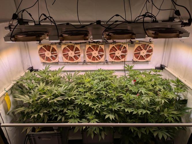 Indoor Photoperiod Run #5 (2025/2026). Week 10