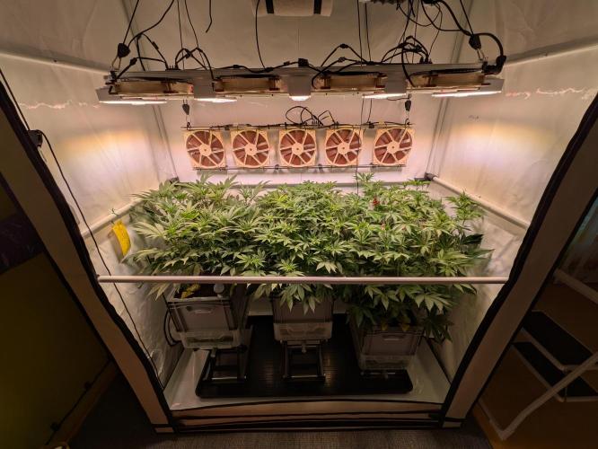 Indoor Photoperiod Run #5 (2025/2026). Week 10