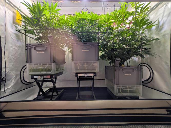 Indoor Photoperiod Run #5 (2025/2026). Week 10