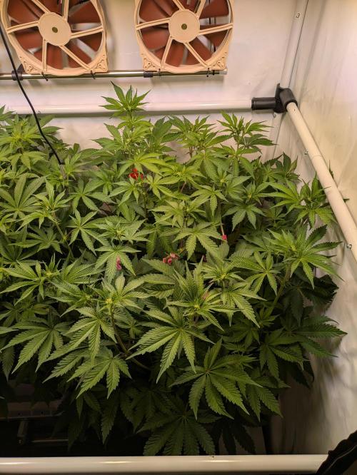 Indoor Photoperiod Run #5 (2025/2026). Week 10