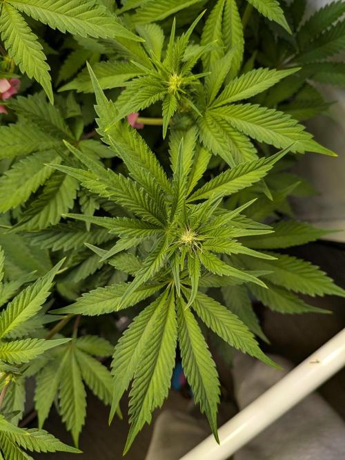 Indoor Photoperiod Run #5 (2025/2026). Week 10