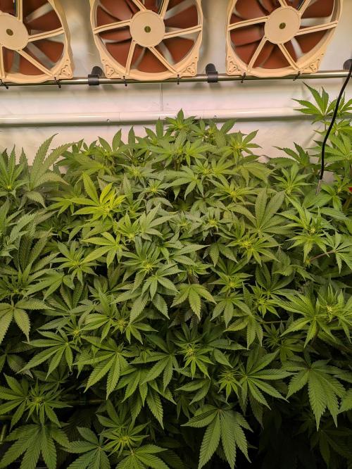 Indoor Photoperiod Run #5 (2025/2026). Week 10