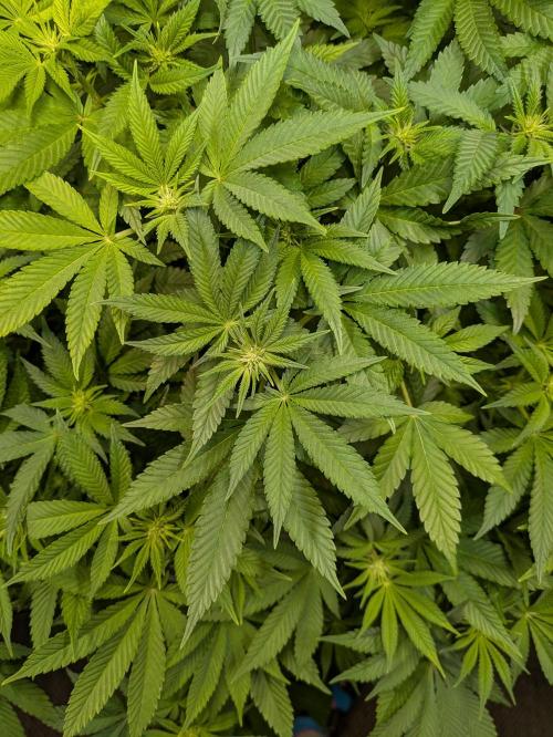 Indoor Photoperiod Run #5 (2025/2026). Week 10