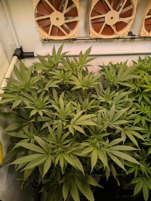 Indoor Photoperiod Run #5 (2025/2026). Week 10