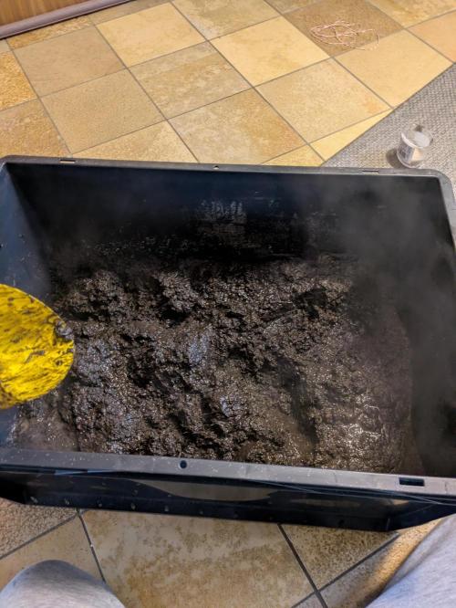 Indoor Photoperiod Run #6 (2025/2026). Week 0