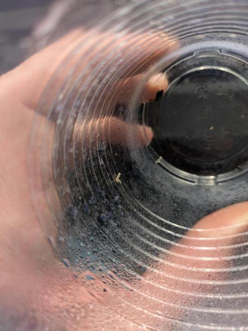 Indoor Photoperiod Run #6 (2025/2026). Week 0 - Little one got eaten by larvae