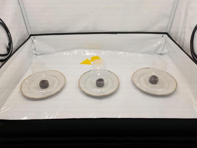 Indoor Photoperiod Run #6 (2025/2026). Week 0