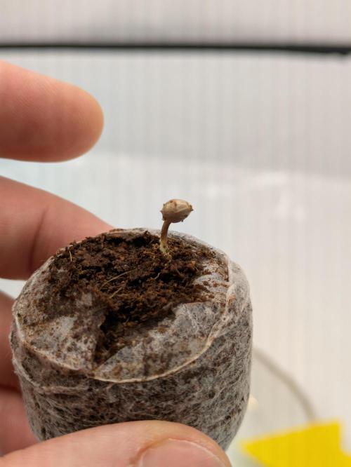 Indoor Photoperiod Run #6 (2025/2026). Week 0