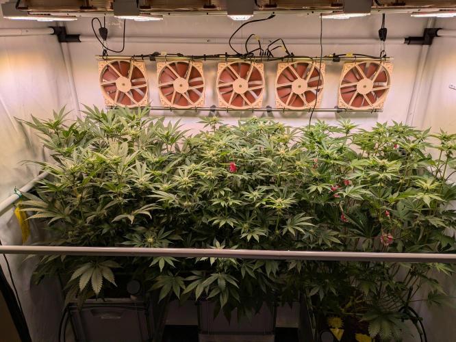 Indoor Photoperiod Run #5 (2025/2026). Week 11