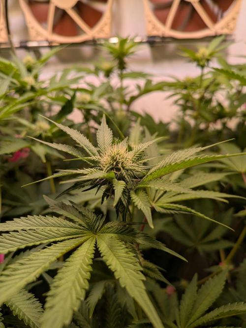 Indoor Photoperiod Run #5 (2025/2026). Week 11 - Vanilla Créme Pie