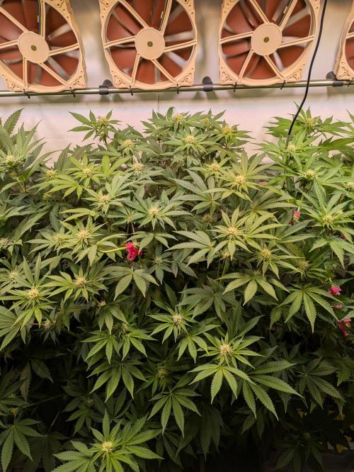 Indoor Photoperiod Run #5 (2025/2026). Week 11 - Blueberry Muffin 