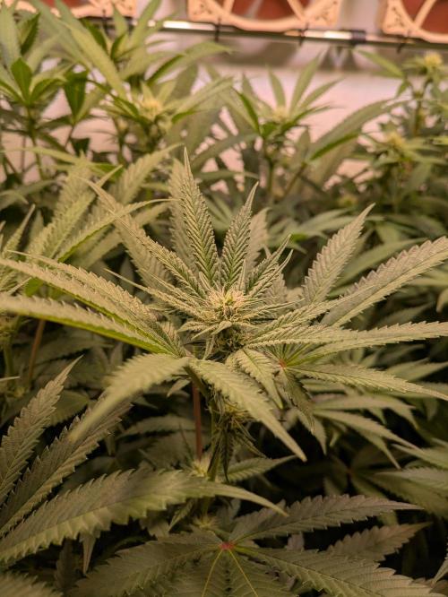 Indoor Photoperiod Run #5 (2025/2026). Week 11 - Chicken n' Wafflez 