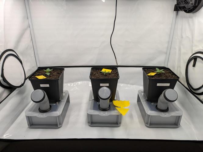 Indoor Photoperiod Run #6 (2025/2026). Week 1