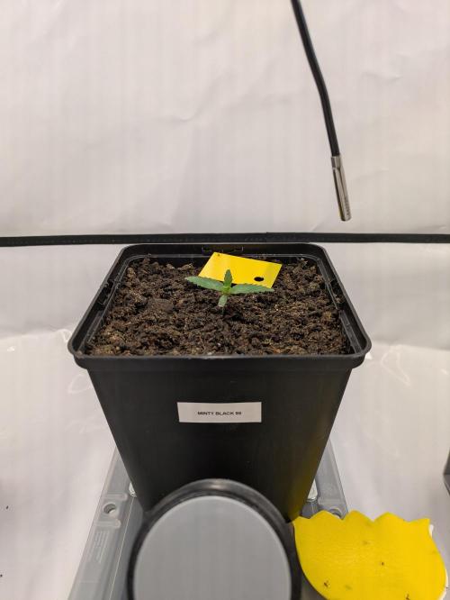 Indoor Photoperiod Run #6 (2025/2026). Week 1