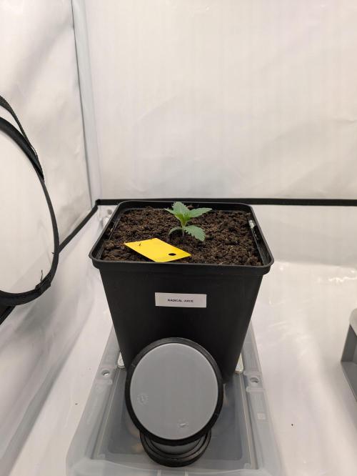 Indoor Photoperiod Run #6 (2025/2026). Week 1