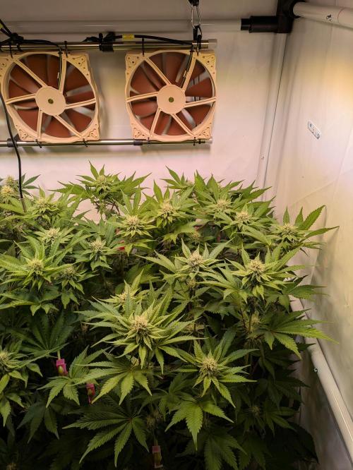 Indoor Photoperiod Run #5 (2025/2026). Week 12 - Vanilla Créme Pie 