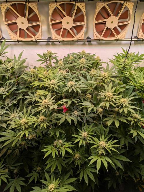 Indoor Photoperiod Run #5 (2025/2026). Week 12 - Blueberry Muffin 